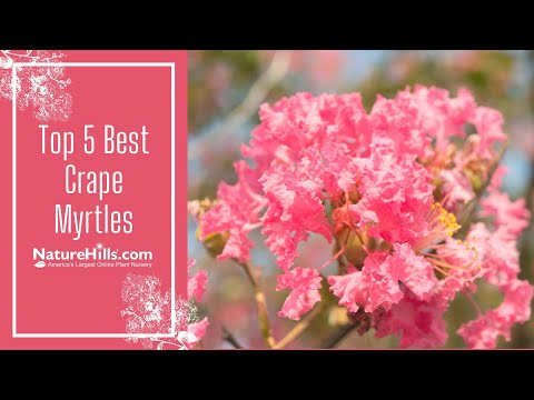 , title : 'Top 5 Best Crape Myrtles | NatureHills.com'