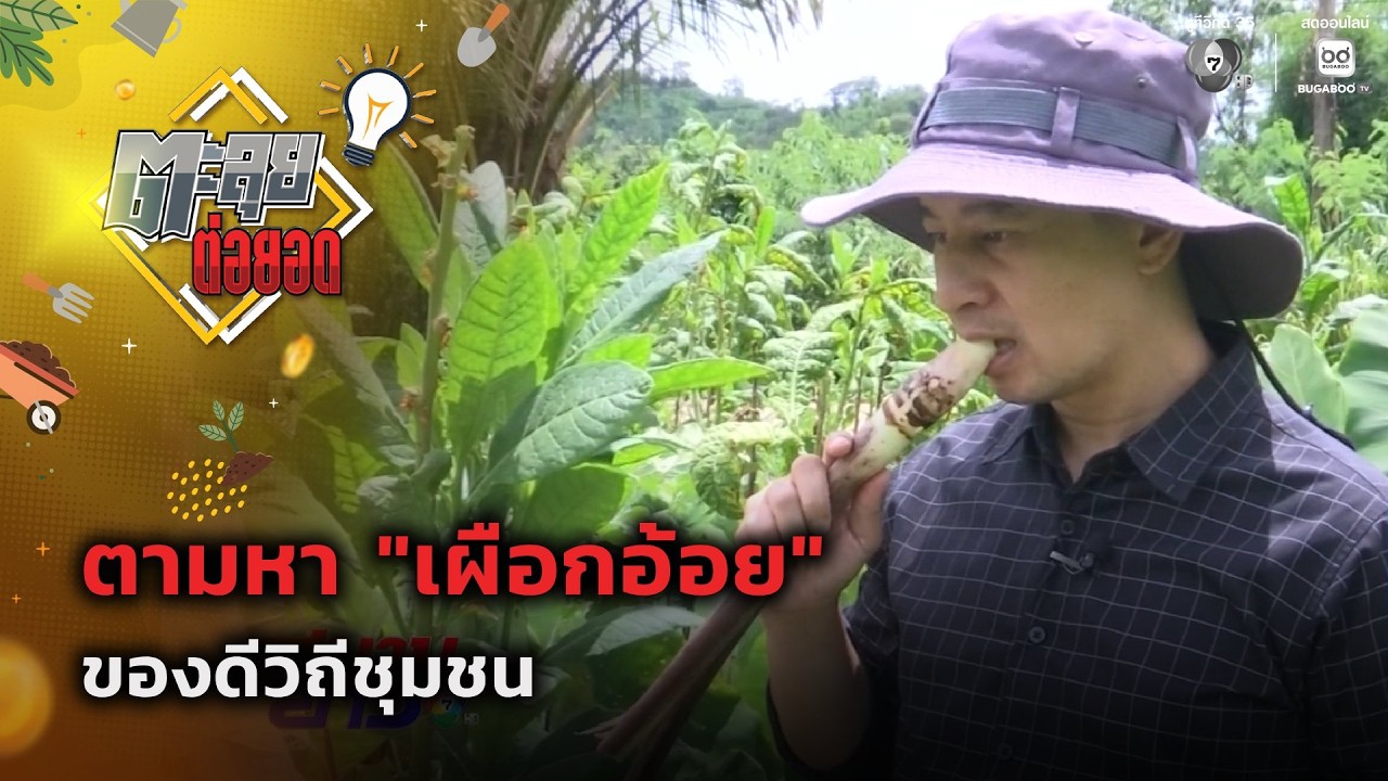 ตามหา "เผือกอ้อย" ของดีวิถีชุมชน | ตะลุยต่อยอด