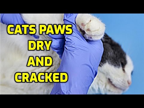 How To Treat Cracked Cat Paws