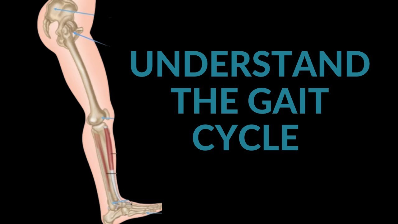 What is the Gait Cycle? How do we link it from the foot to the shoulder?