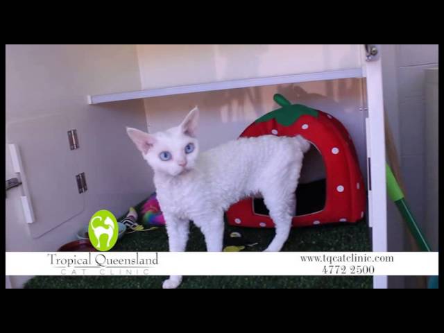 Tropical Queensland Cat Clinic - Townsville City, QLD