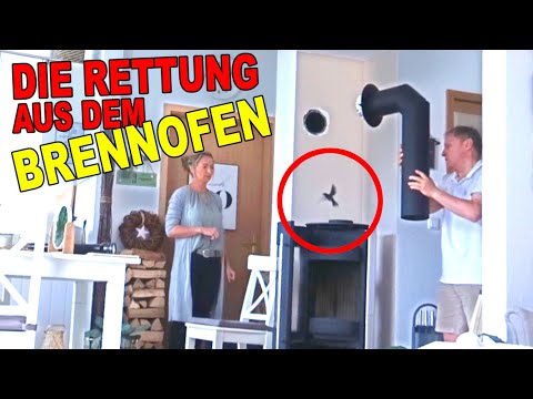 Kleiner Vogel aus Brennofen gerettet - er kam durch den Schornstein (Spontan gefilmt)