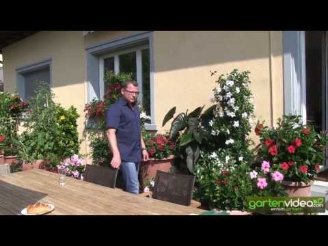 How do I care for Mandevilla Dipladenia in a pot