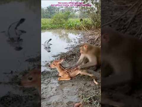 হরিণছানাকে বাঁচাতে কুমিরের মুখোমুখি বানর।