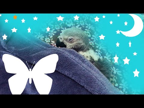 Vidéos drôles de perroquets compilation moment mignon des animaux - les perroquets les plus mignons