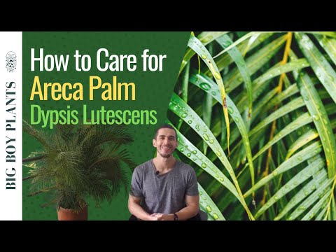 , title : 'How to Care for the Areca Palm (Dypsis Lutescens or Butterfly Palm)'