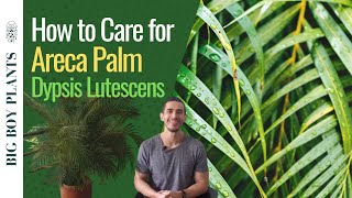 How to Care for the Areca Palm (Dypsis Lutescens or Butterfly Palm)