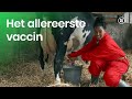 Hoe ontstond het eerste vaccin?