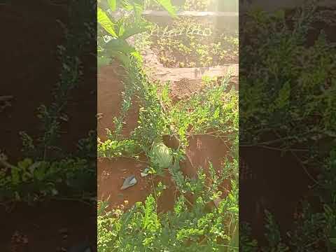 fartura umburanas bahia
