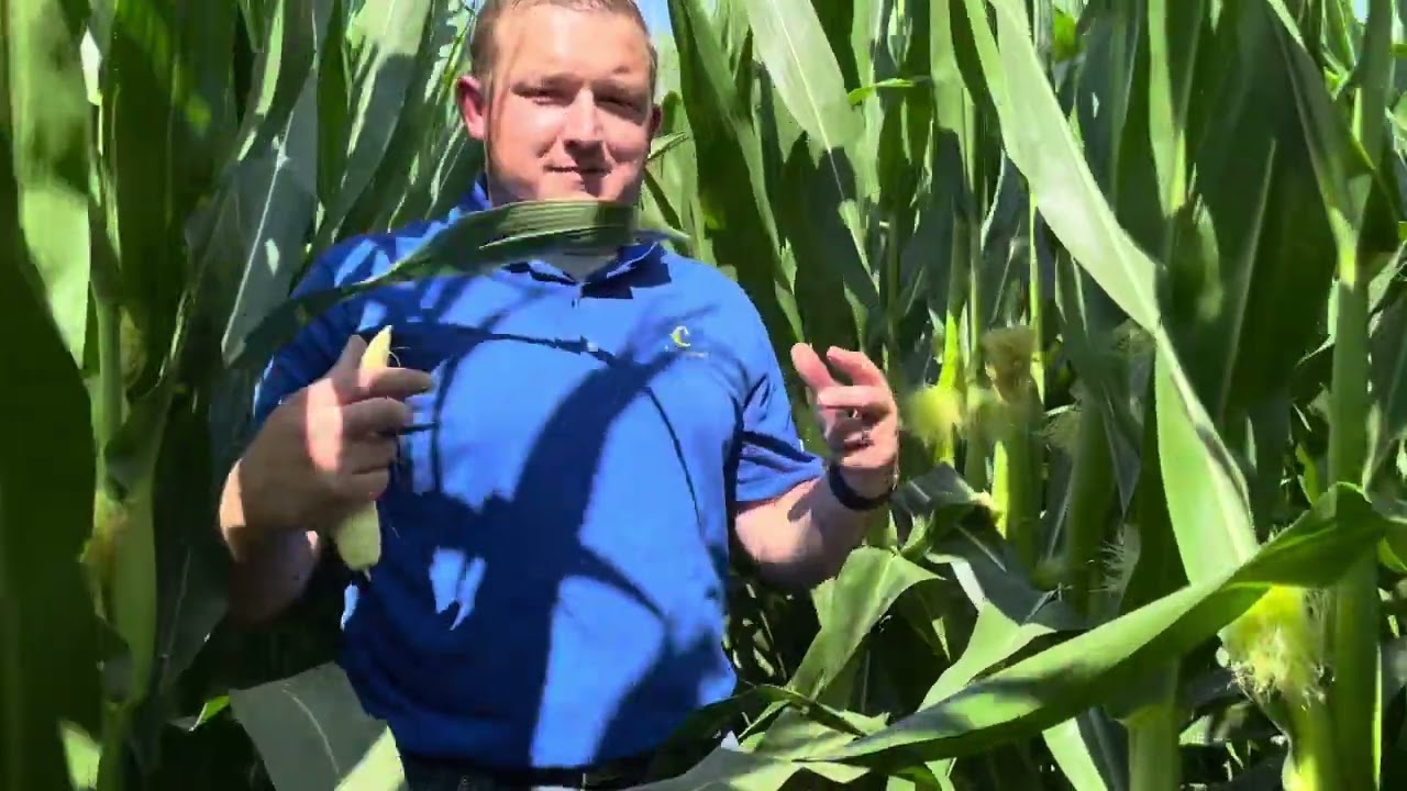 Corn Pollination and Disease Outlook