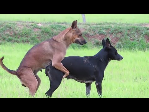 Dog Breeding in rice field