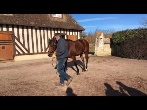 Haras du Petit Tellier - Elvstroem - Route des Etalons 2017