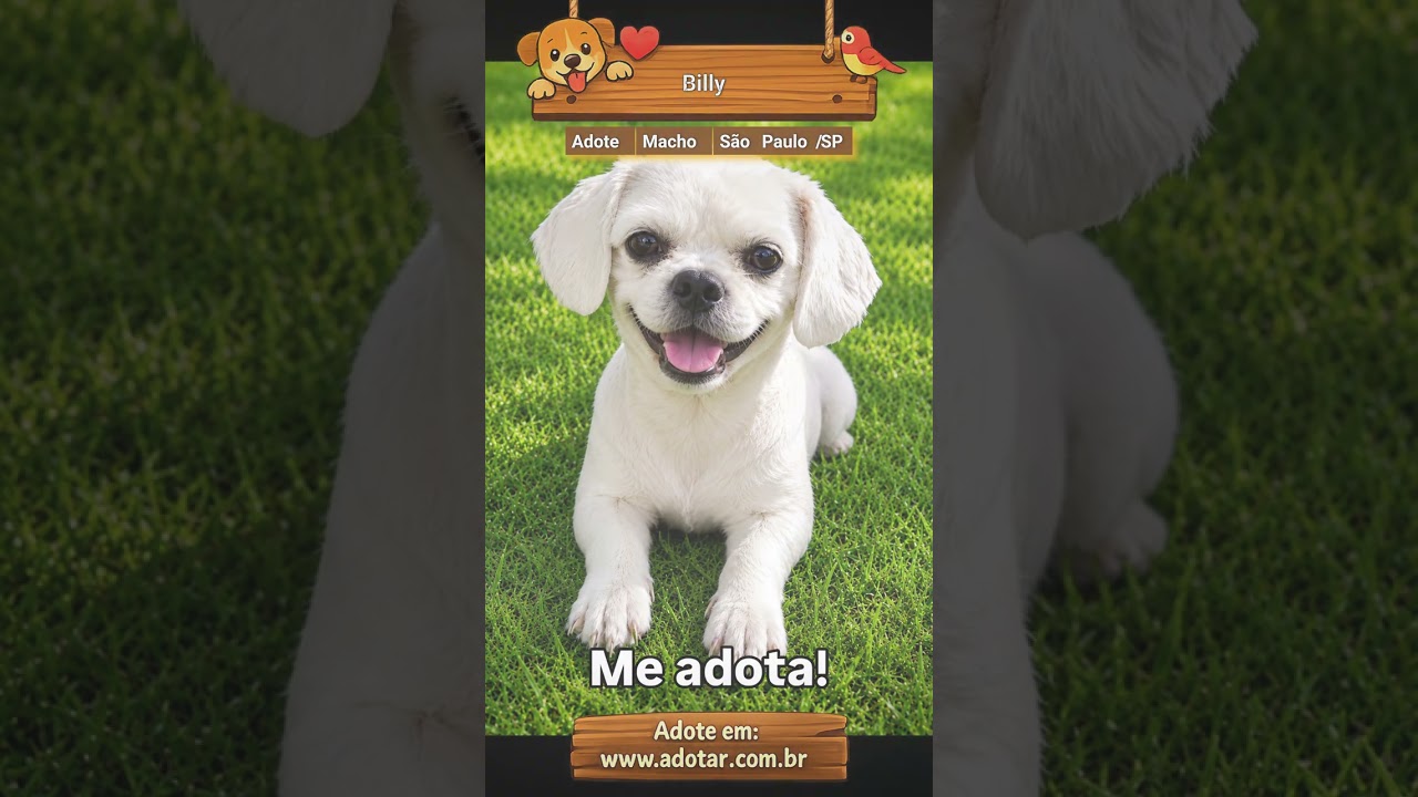 Cachorro raça Lhasa Apso idade 4 anos nome Billy