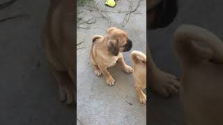 Puggle Puppies Videos