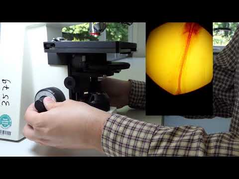 Hallo aus dem Labor: Köhlern, Dunkelfeld, Phasenkontrast