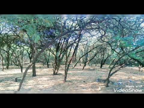 Adri Temple (Near Veraval Gujrat)