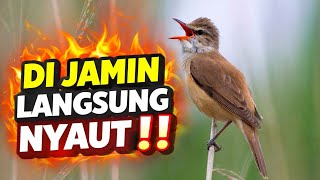 Download lagu SUARA ASLI KERAK BASI ALIS HITAM GACOR DOR TANPA JEDA COCOK BUAT MASTERAN mp3