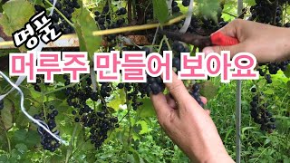 머루주 담그는 방법
