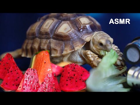 Turtle/Tortoise 🐢🍔 Eating Vegetable Fruit / Animal ASMR 먹방 Mukbang