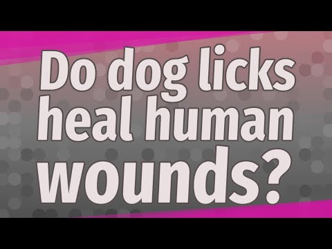 Do dog licks heal human wounds? - YouTube