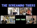 Baby Tiger The Screaming Tigers Mark Scholl Featuring Lucia Sarmiento Nick Lane Kalani Das