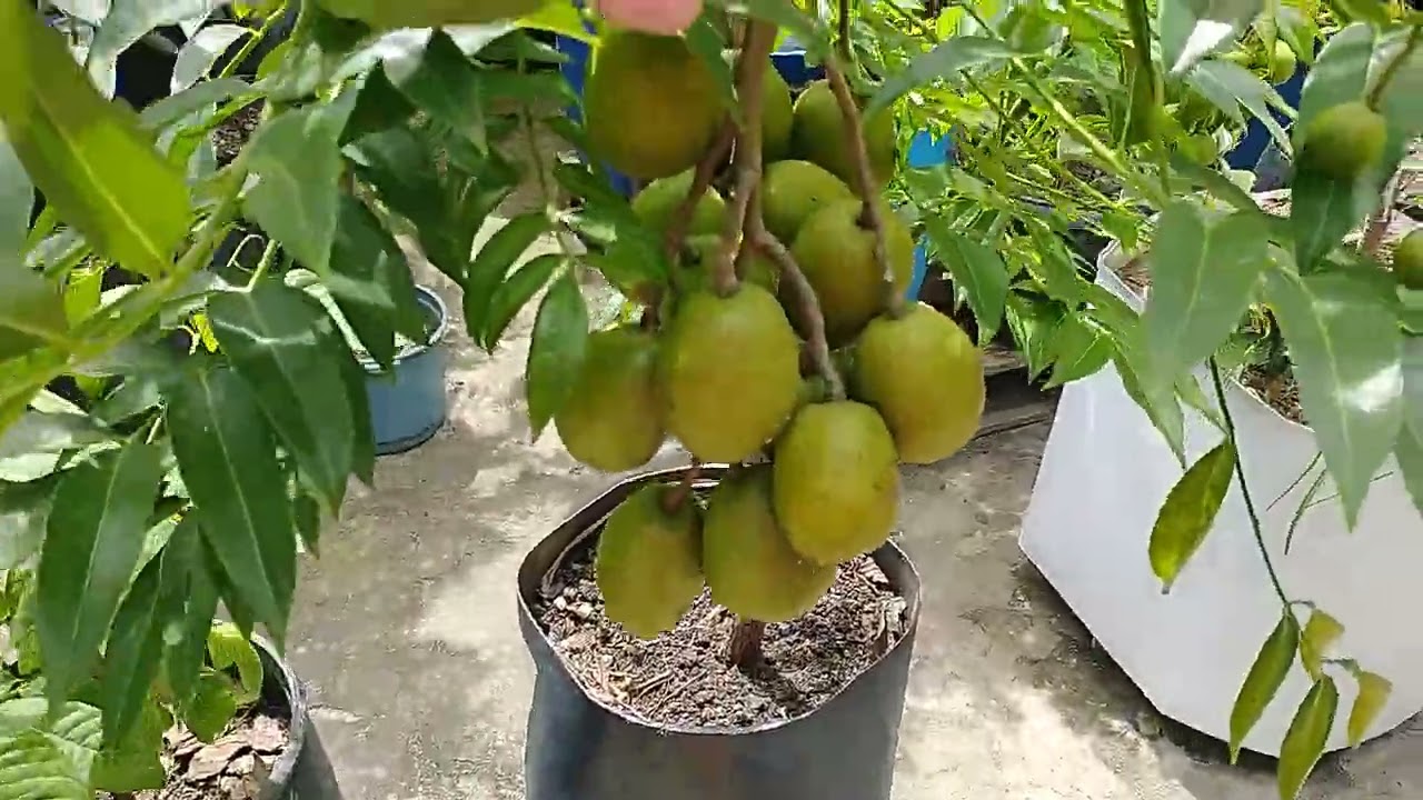 mostrando as plantas no quintal.