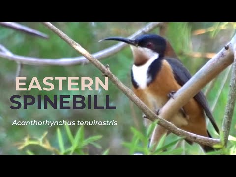 Peliar tenkozobý (Acanthorhynchus tenuirostris) — spev a hlas v prírode