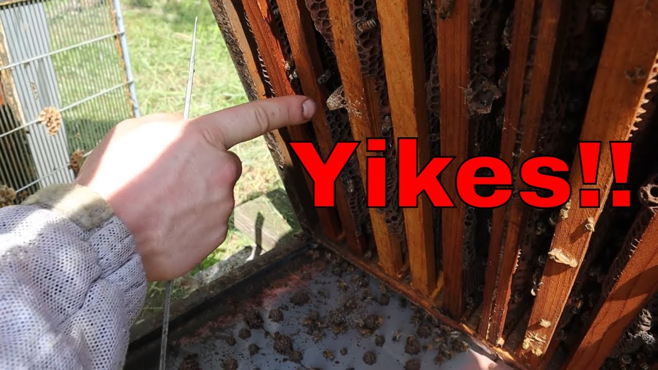 🚫STOP Swarming when you have Capped Queen Cells!!