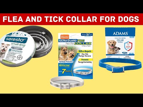 Best Flea And Tick Collar For Dogs 🐕 || Super Strong Solution For Fleas🔥🔥