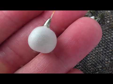 小さな魚が大騒ぎを起こす