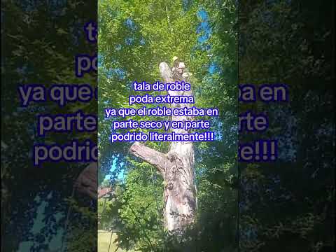 Miren esta 👇 poda extrema en buenos aires Escobar 11 5902-8616 mi contacto