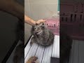 How to deal with angry cat and ferocious cat 🐱 part 108