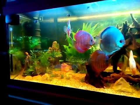 Aquarium Discus de 450L