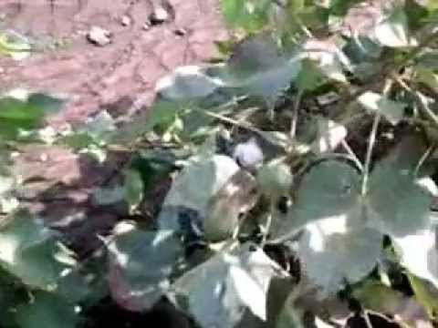 Plot Video Guj Raj Tan Nek 299 P2 S1 21Nov12121125 V0