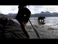 Camera Crew Come Perilously Close To A Grizzly Great Bear Stakeout BBC