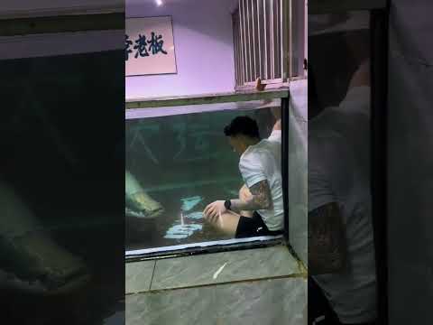 Bathing with my arapaima — not scared at all, just a little nervous. #PredatoryFish