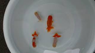 【金魚】らんちゅう混泳【洗面器】