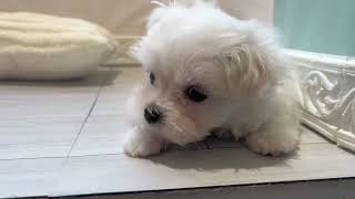 マルチーズの動画01