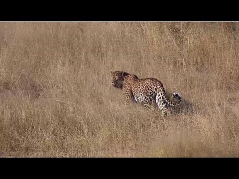 Djuma: Leopard-Tingana male getting a drink at the dam - 15:45 - 04/27/19