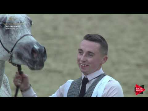 N.133 RB GAZALAH - 2019 Qatar Nat. Peninsula show - Mares 4-6 Years Old (Class 7) .mp4