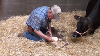 Udderly EZ™ Milker - Using on a sheep, cow and mare