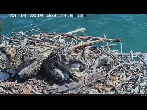 Port Lincoln Osprey Cam ~ Youngest Chick Tries Self Feeding, Oct 23, 2019