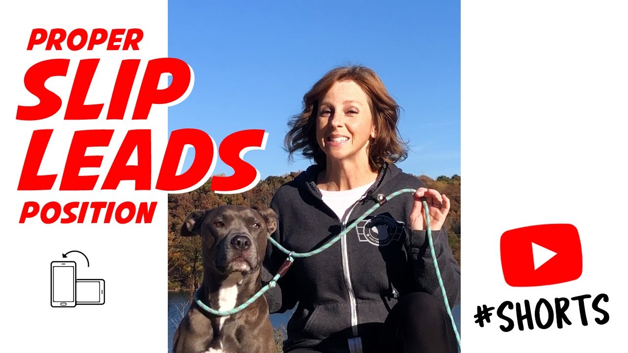 How To Properly Position A Slip Lead (Leash) On Your Dog