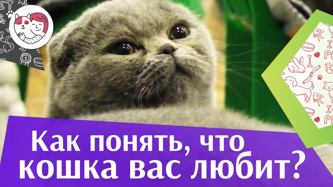 5 признаков кошачьей любви на ilikepet