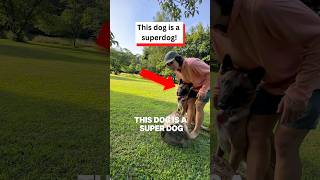 Download lagu This Dog is a Super dog! mp3