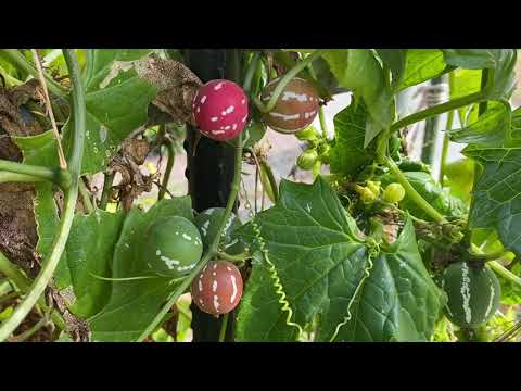 園芸 唖者の杖、聾唖者の植物