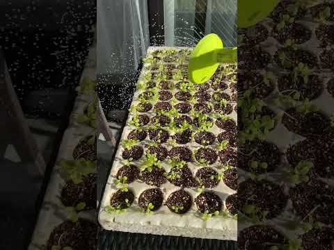 健康で豊かな収穫のために、春レタスをいつ、どのように播種すればよいでしょうか?  庭園