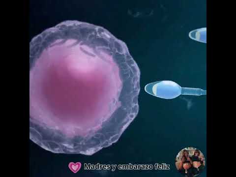 Así es el proceso de fecundación de un bebé