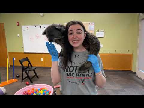 Home Safari - Bearcat Lucille - Cincinnati Zoo