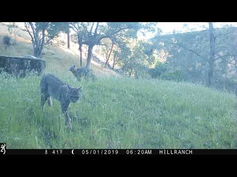 Grey Fox following a bobcat.